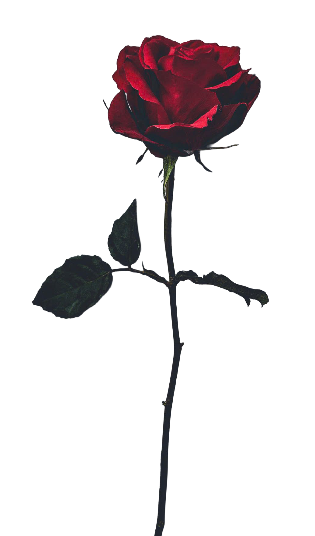Red rose